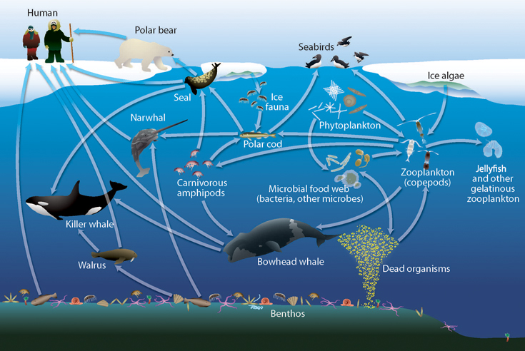 Arctic Wildlife: Get to Know the Polar Cod