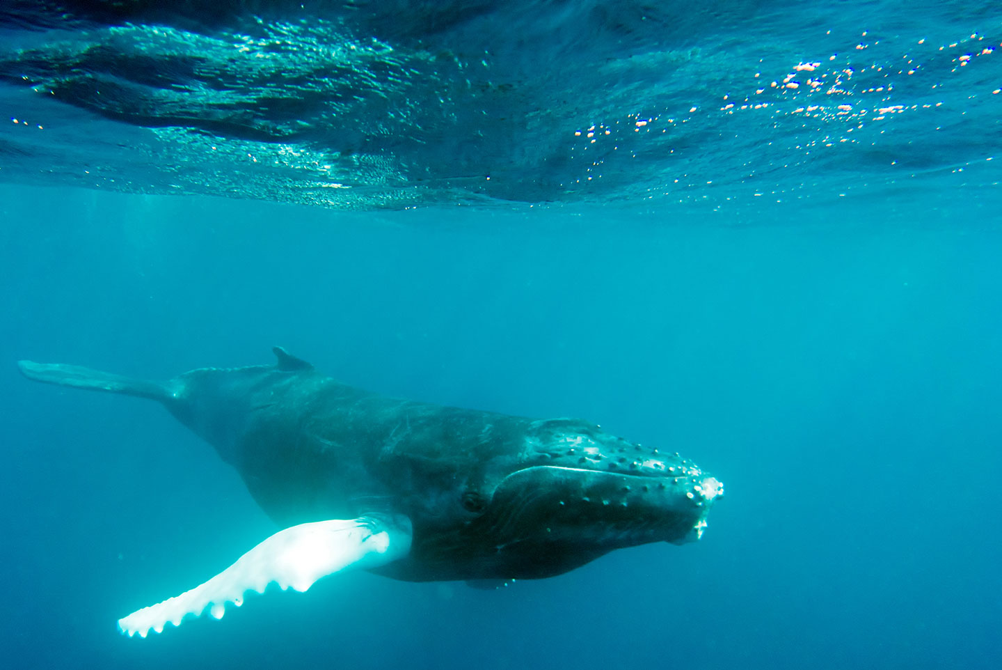 Humpback whale