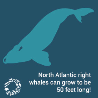 Ocean Planning Whale Factoid