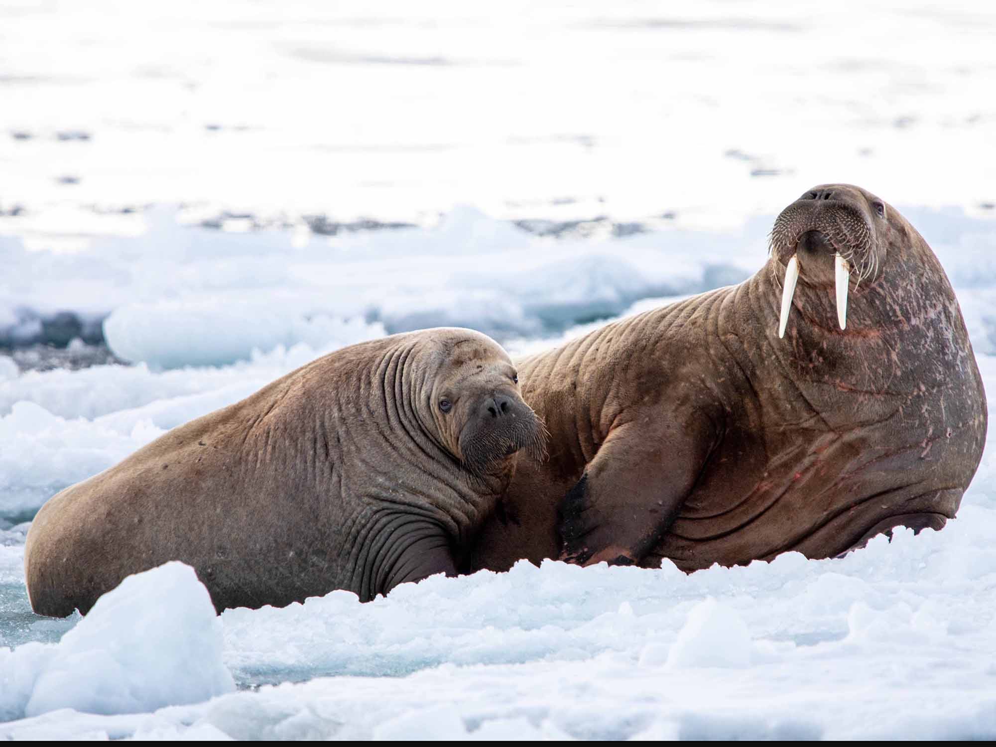 Protecting the Central Arctic Ocean