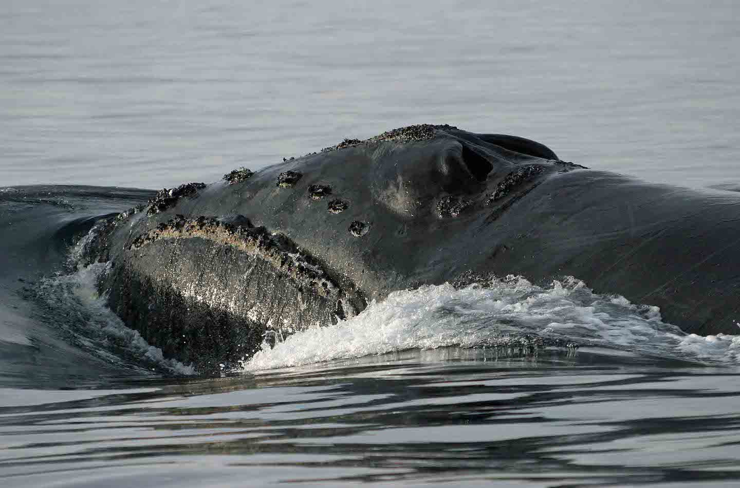 One of the World’s Rarest Whales