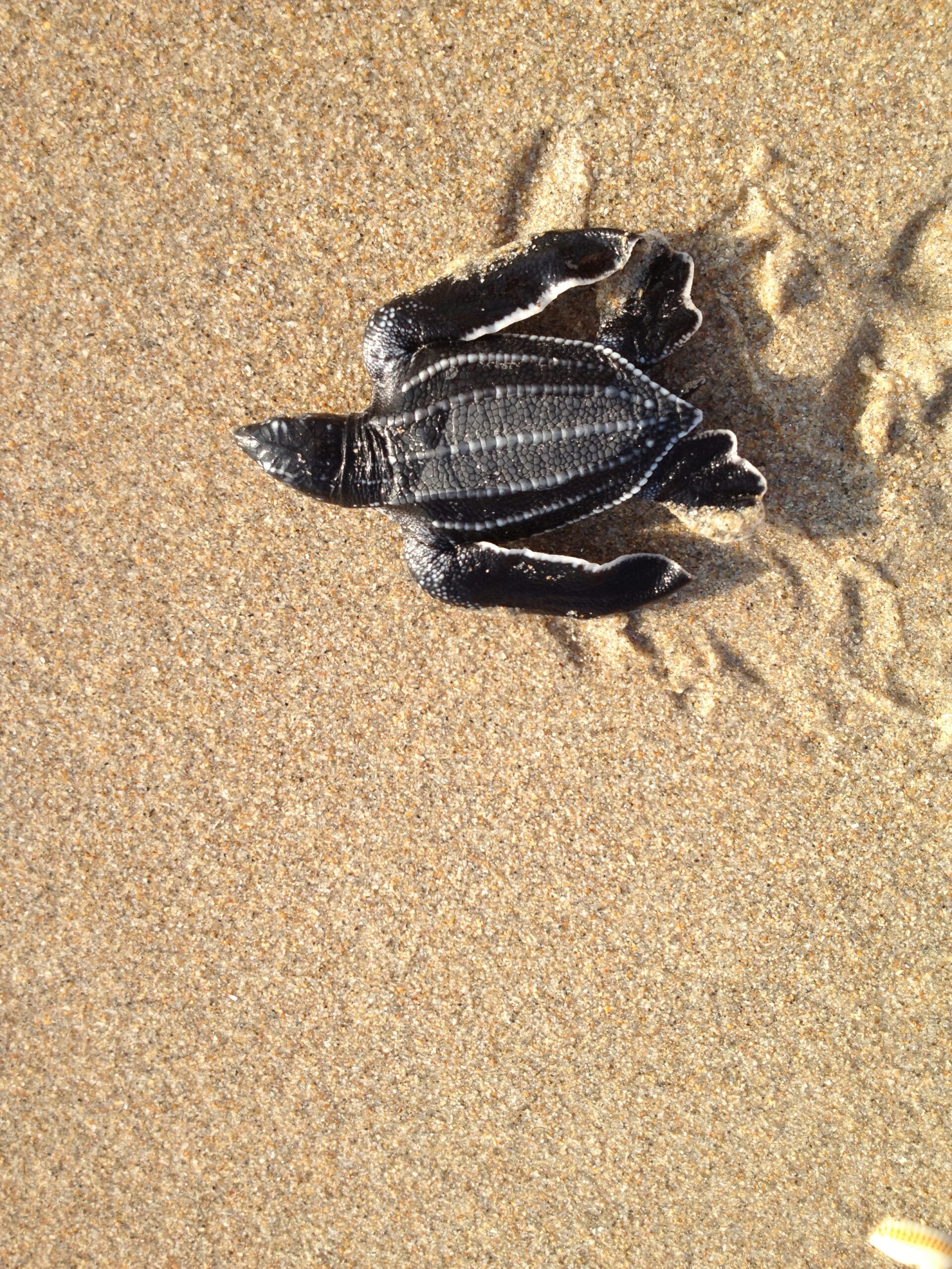 A Win for Gulf Sea Turtles