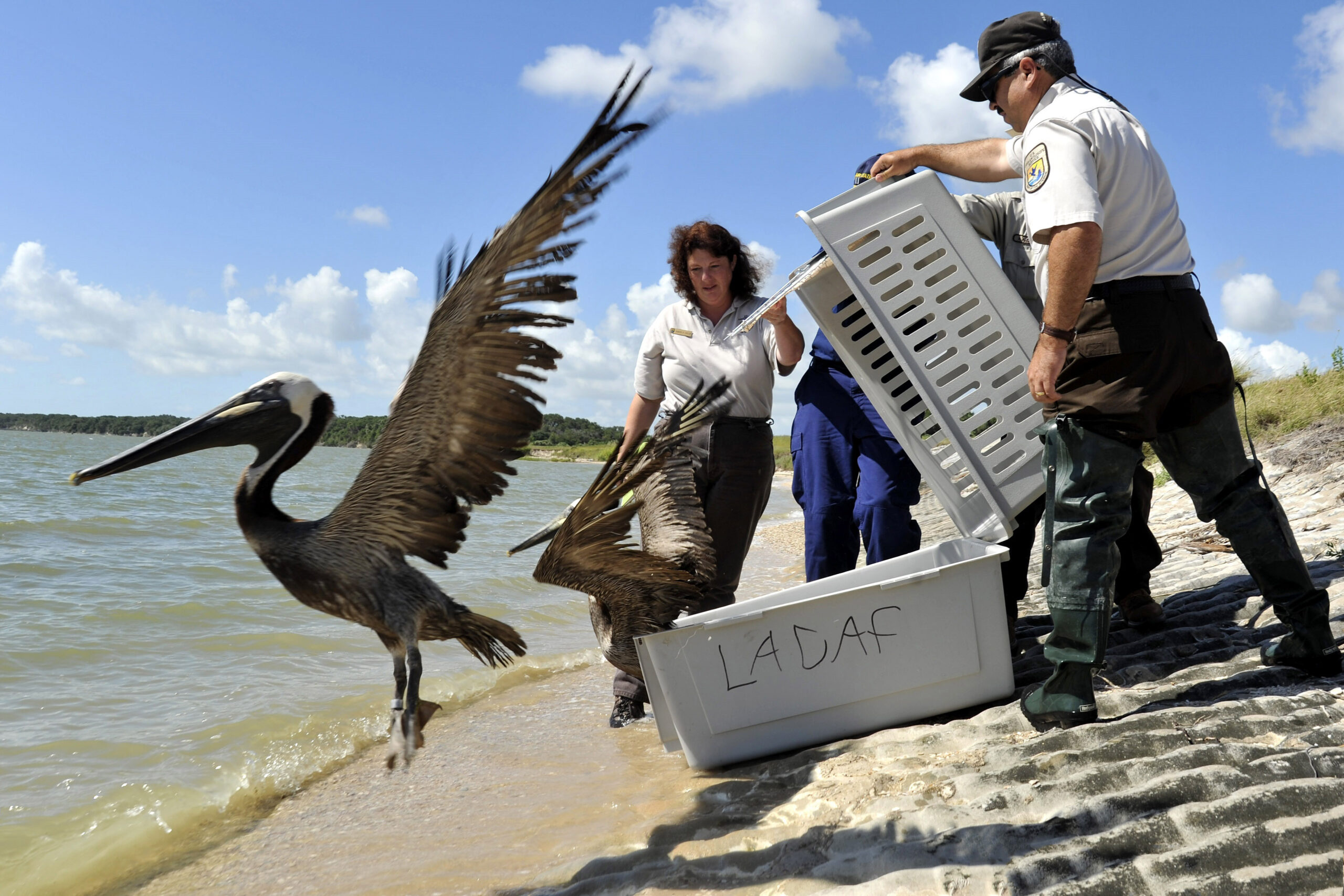 Wildlife are rescued