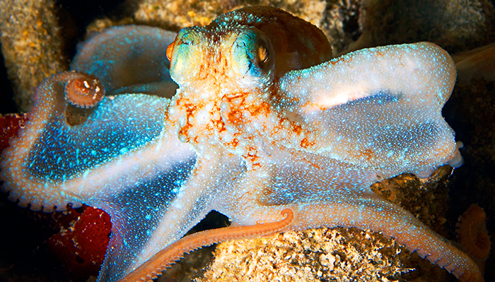 JeremyShelby_Octopus_May08_StThomas