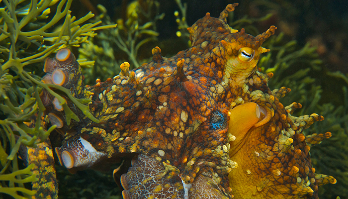 JonasGozjak_TwoSpottedOctopus