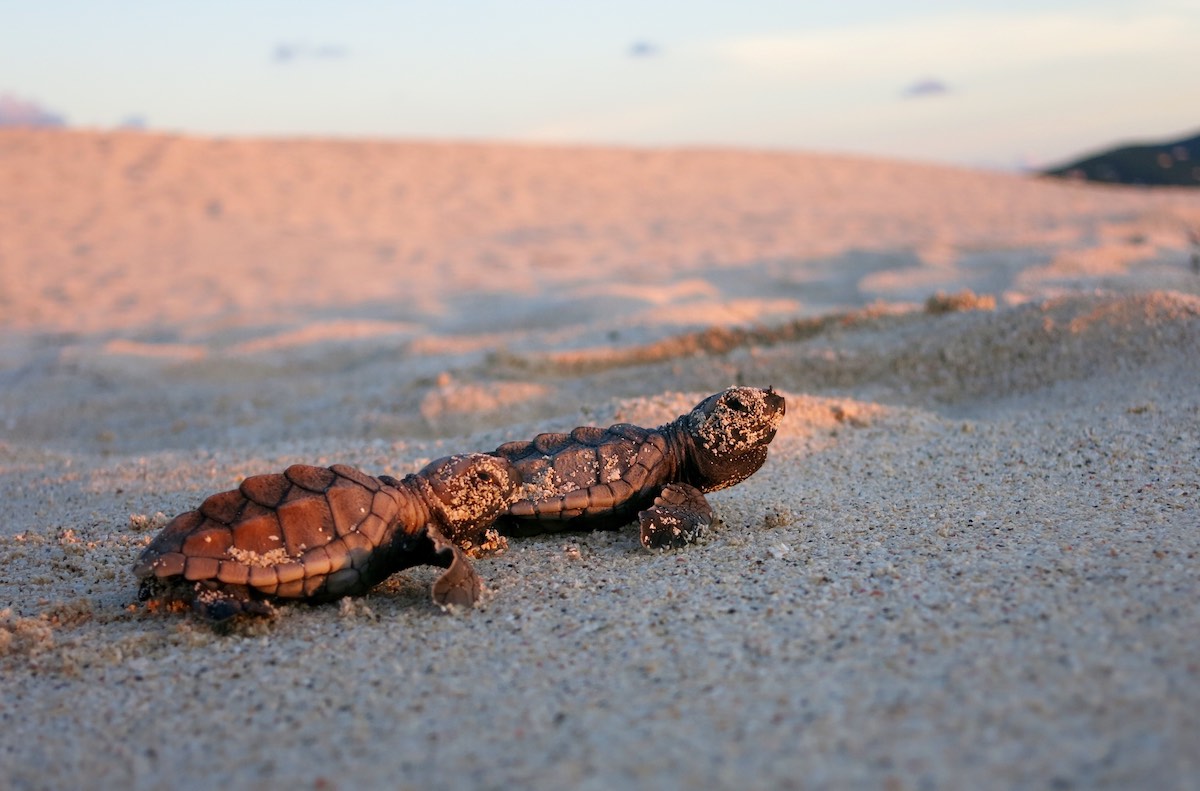 10 Ocean Animals You Might Not Know Live in the Gulf of Mexico