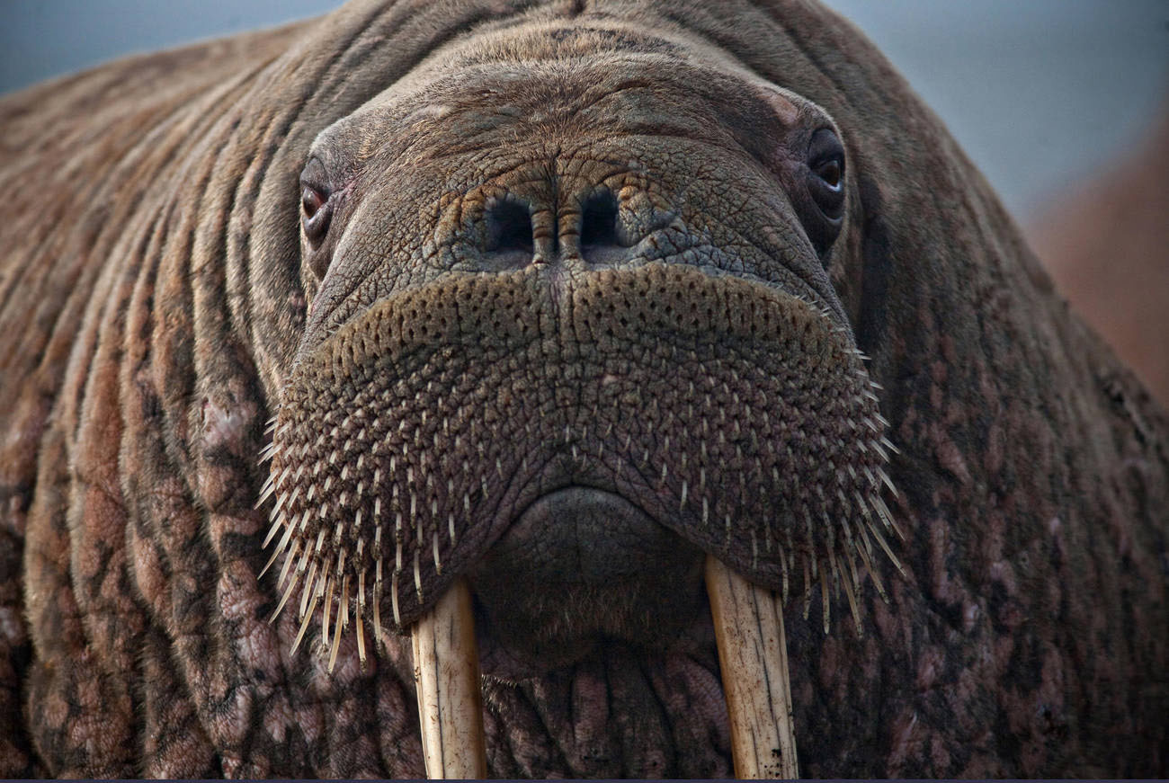 Close-up of female walrus.