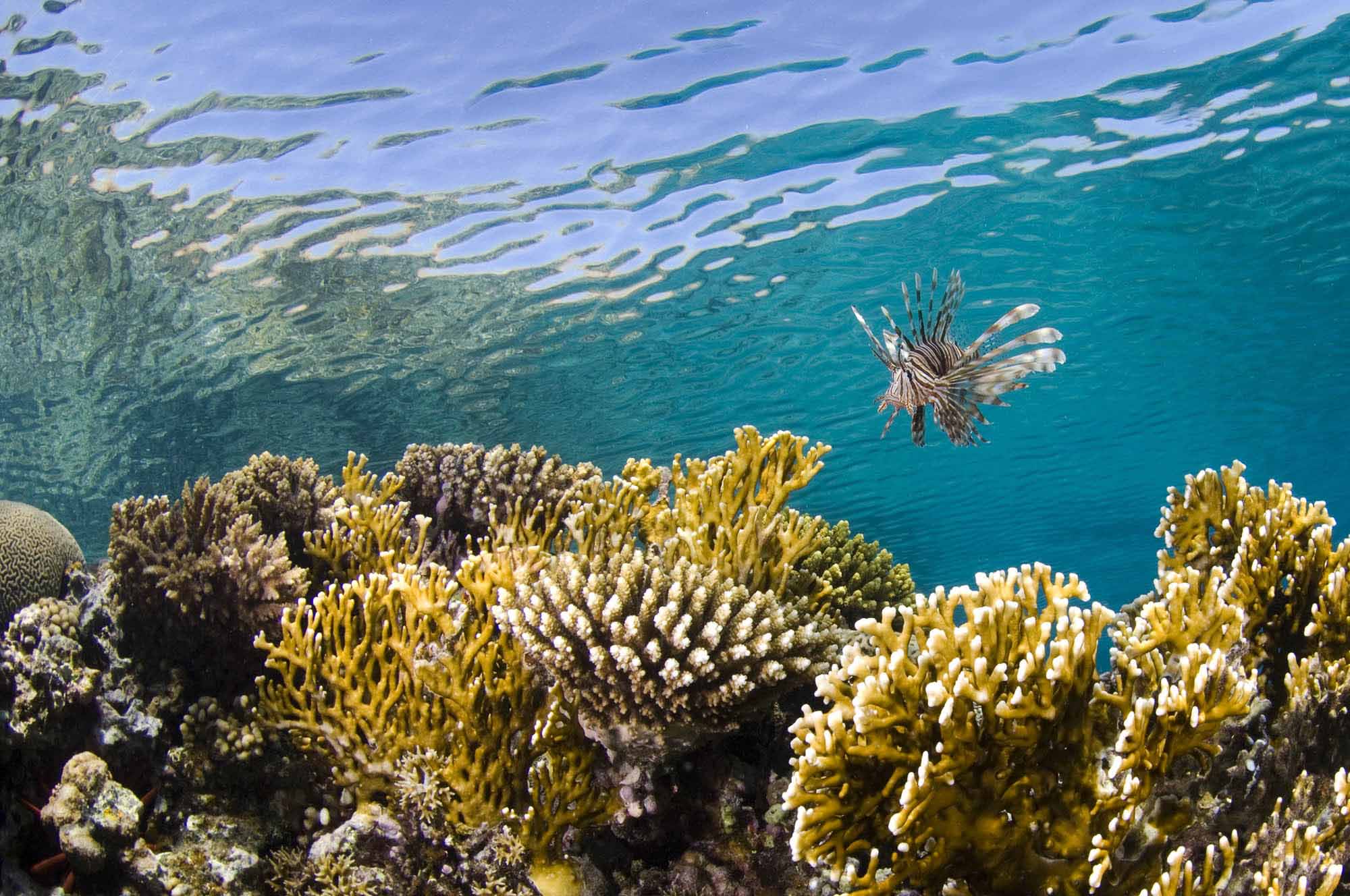 Heat-Resistant Corals Could Help Save Reefs Into the Future