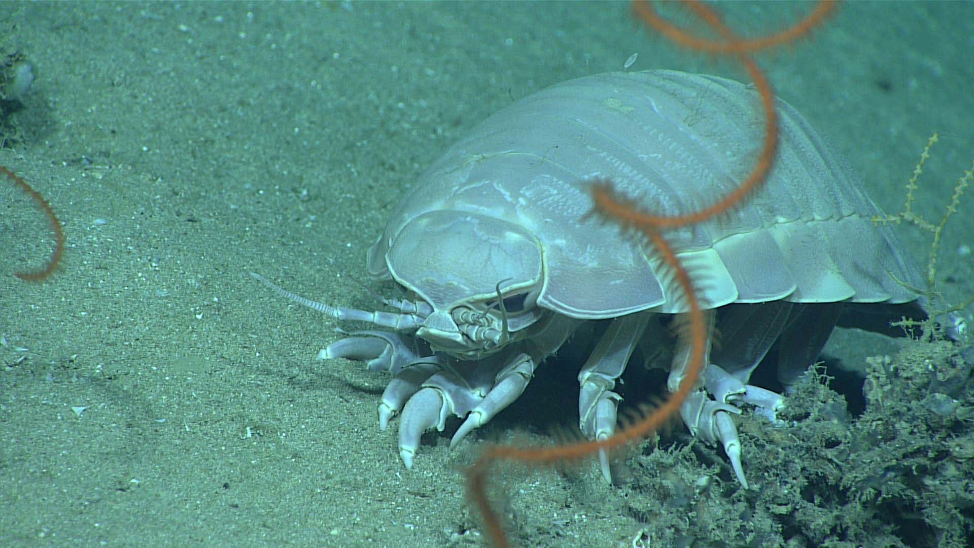 A giant deep-sea isopod, Bathynomus giganteus, with an antipatharian whip coral, Stichopathes sp., in the foreground. While this isopod was spotted during exploration of “Okeanos Ridge,” we saw several of these throughout the expedition, and even managed to catch footage of one swimming.