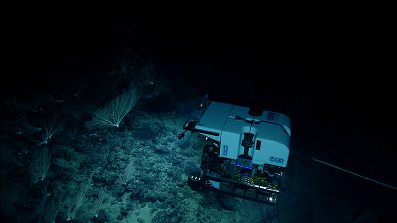 NOAA’s Seirios camera sled images ROV Deep Discoverer shining its lights and cameras on a very dense community of large, presumably very old, colonies of bamboo coral (isididae) that were found on the ridge crest of Ellis seamount.