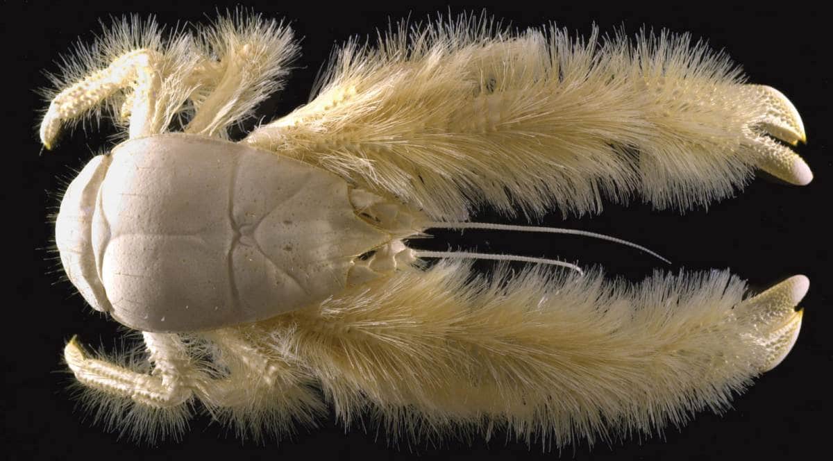 The Curious Yeti Crab