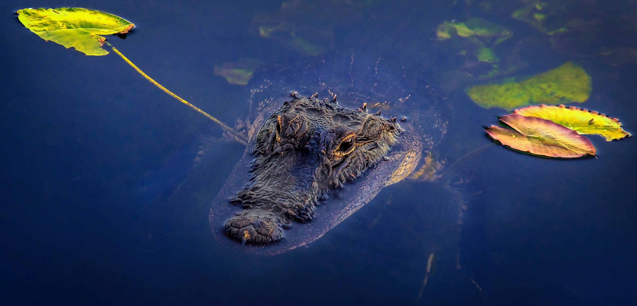 Ocean to the Everglades