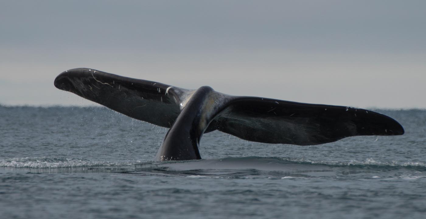 How Does Underwater Noise Impact Our Ocean?