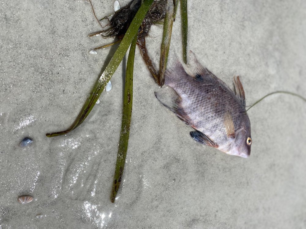 Red Tides are Devastating Florida’s Waters