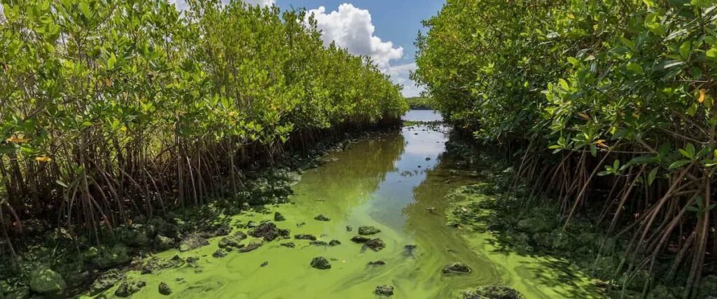 Toxic Green Algae