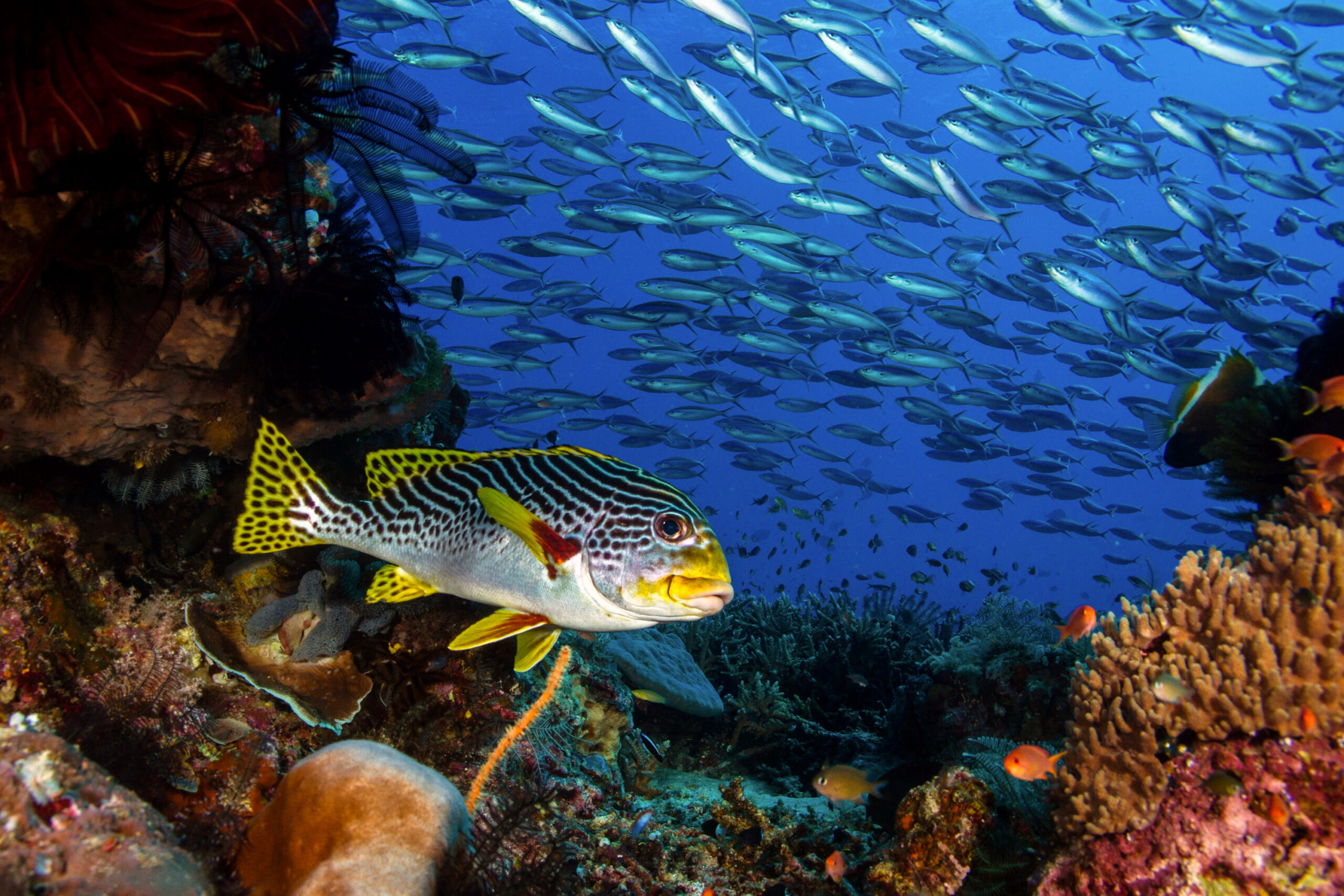 How Tackling Ghost Gear Can Help Mitigate the Impacts of Climate Change