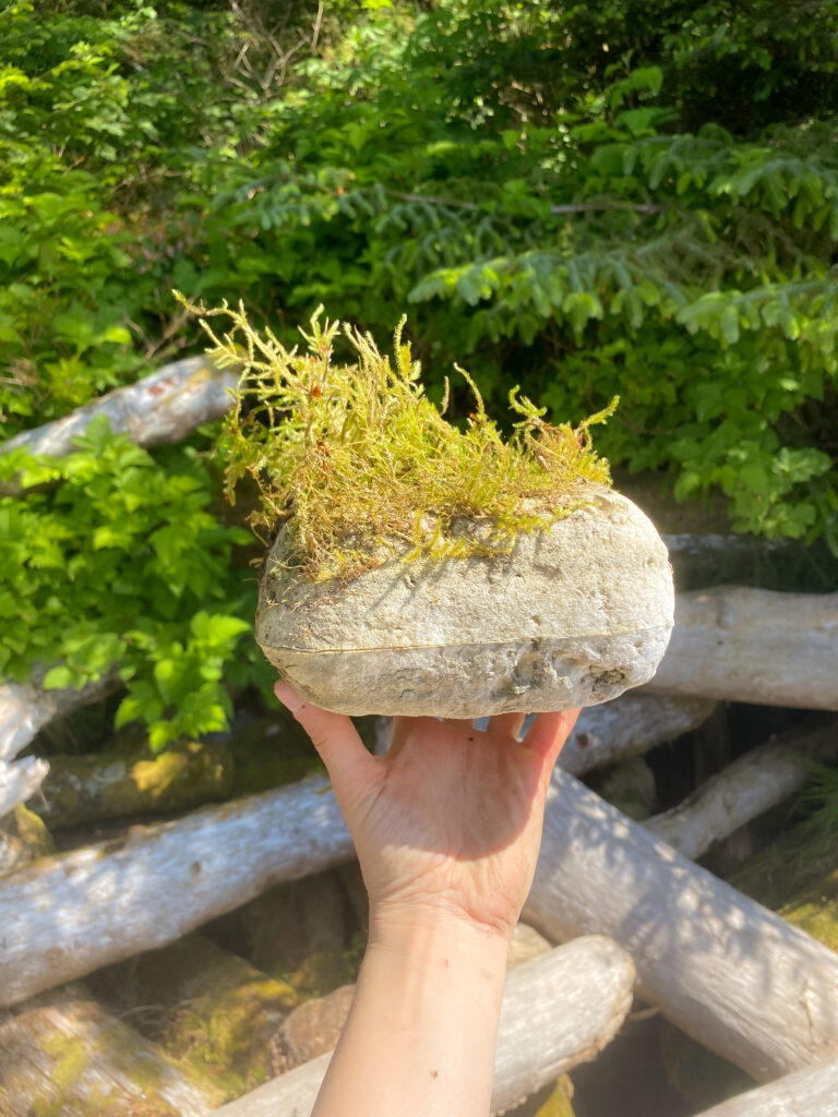 moss on a rock