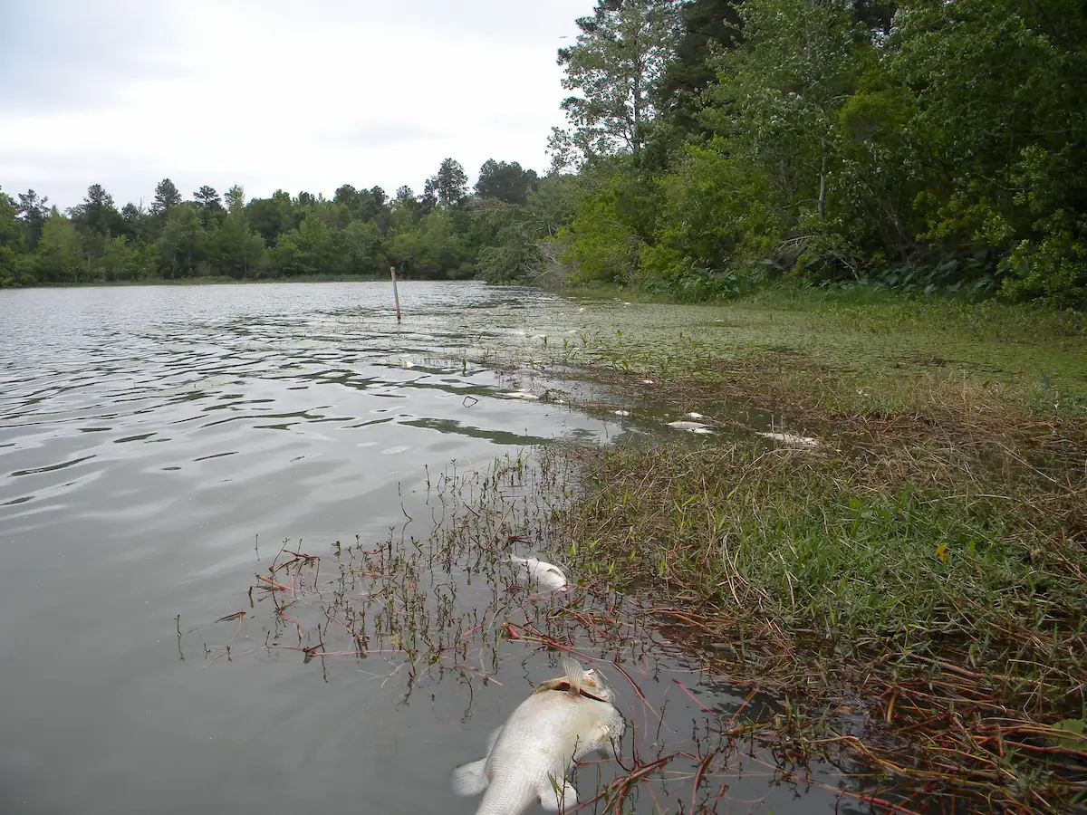 Dead fish float to the surface of the water