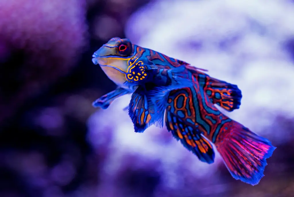 What is a Dragonet?