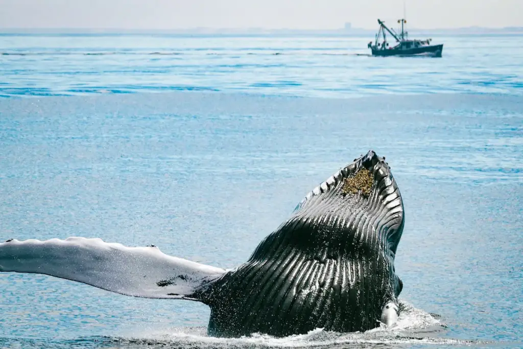 Whale breaching