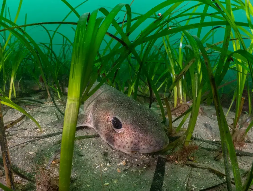 Catshark in the ocean