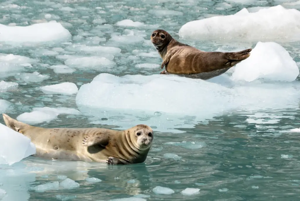 Sea lions on ice