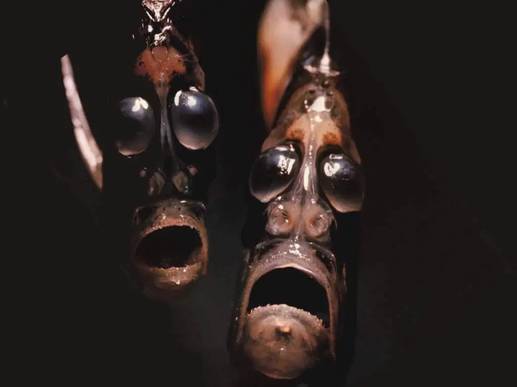 Here Comes the Hatchetfish