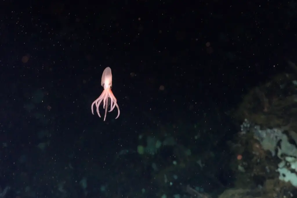 New octopus species