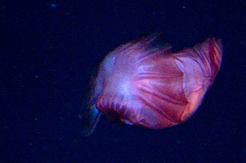 Sea Cucumber in ocean