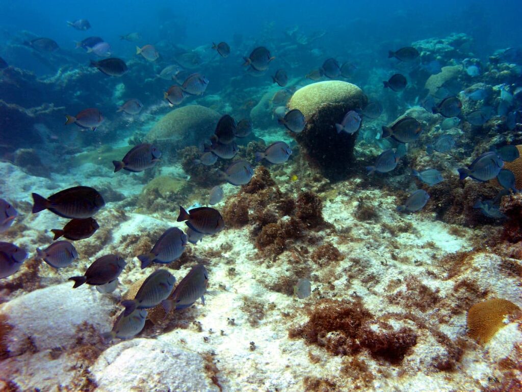 Surgeonfish swim in the ocean