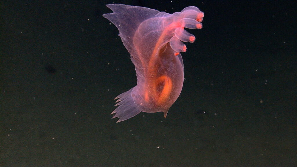 Sea Cucumber in ocean