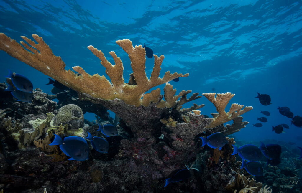 Surgeonfish swim in the ocean by corals