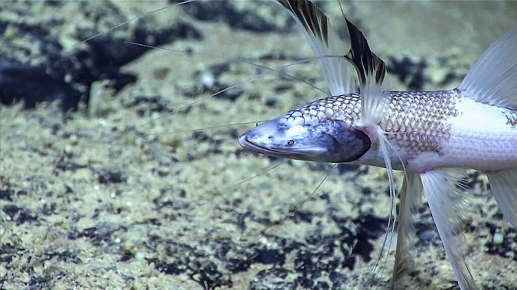 Tripodfish in the ocean