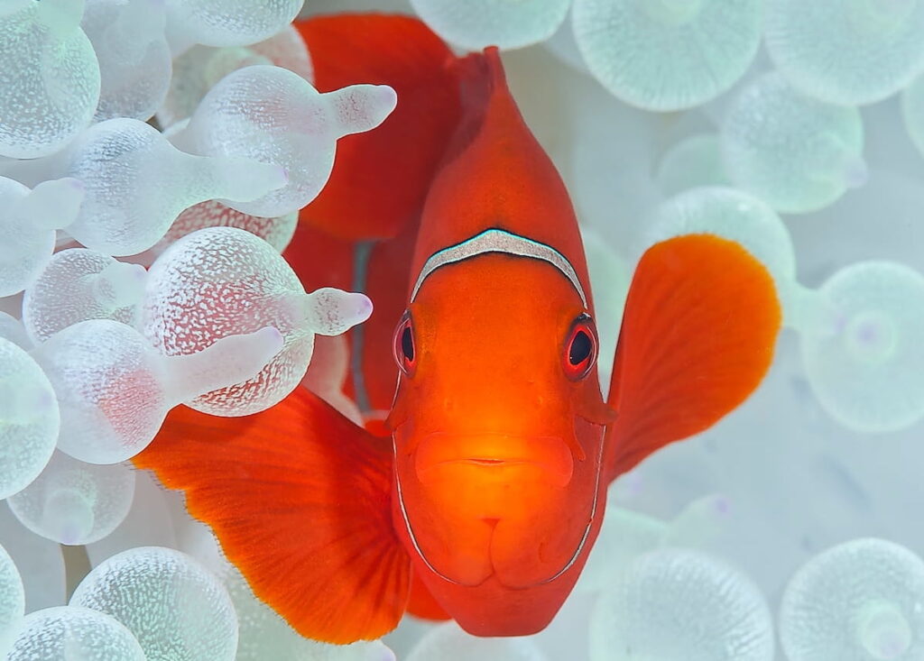 Clownfish