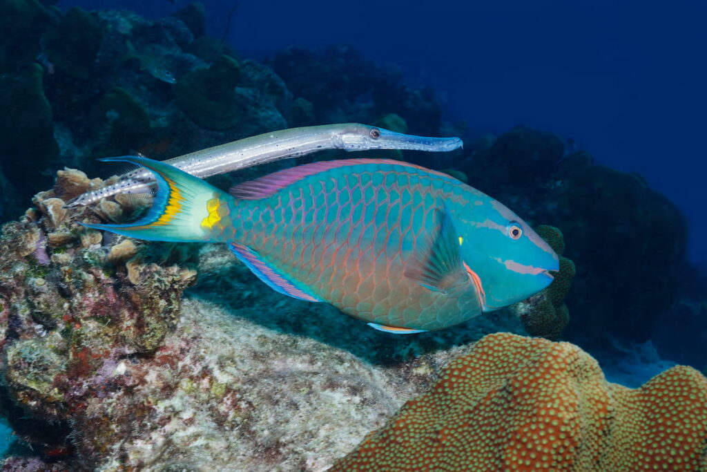 Trumpetfish and parrotfish swim in the ocean