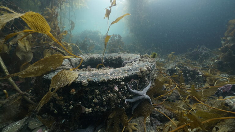 I took this image during an exploration dive of the macroalgae forests in the Beagle Channel, Patagonia Argentina. Under the marine ports for small boats, we often find this old waste that merges painfully with the underwater fauna, generating false substrates that over time and the waves degrade into small invisible parts that can be consumed by benthic fauna.