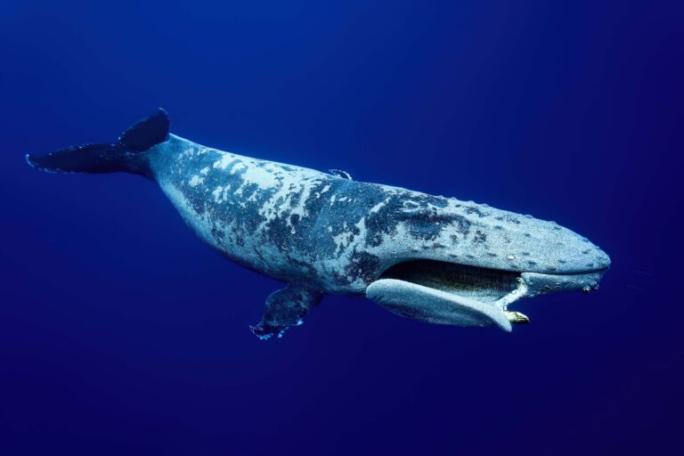 A humpback whale near Moorea, French Polynesia. Its jaw was possibly broken in a collision with a ship, one of the many human-caused hazards facing marine life on our planet.