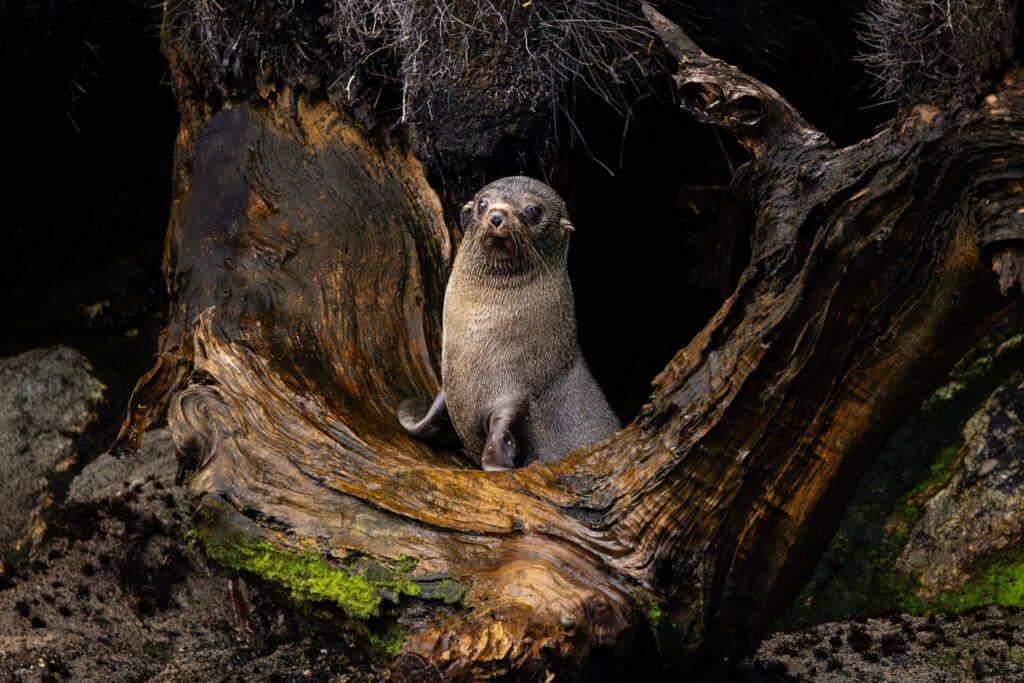 Announcing Ocean Conservancy’s 2024 Photo Contest Winners