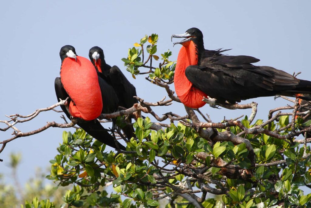 Meet the Magnificent Frigatebird