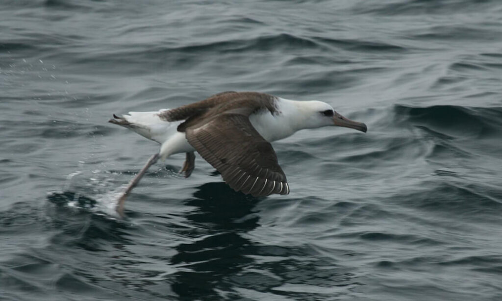 Seabirds Laysan Albatross