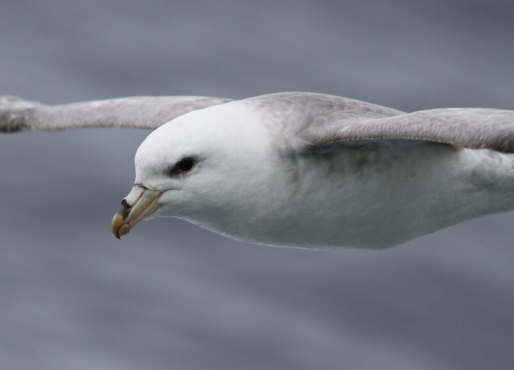 Seabirds Northern Fulmar