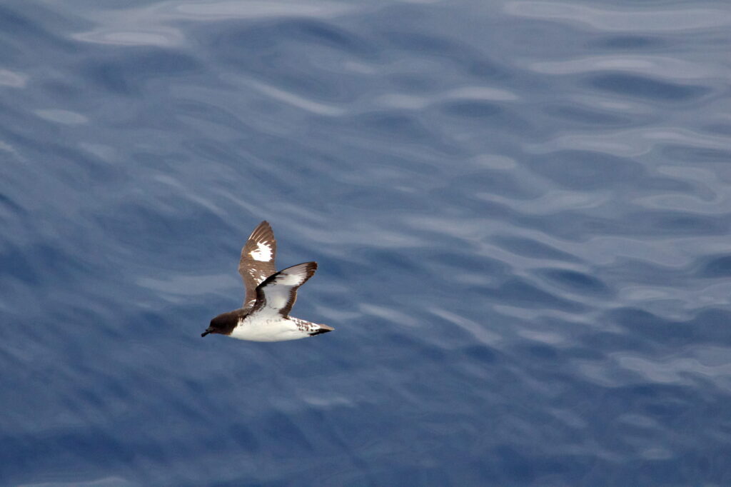 Seabirds Petrel