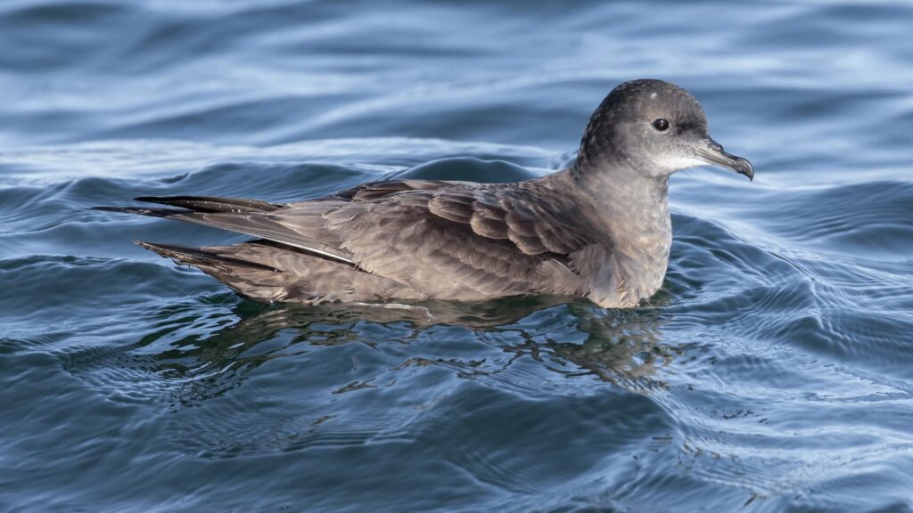 Plastic Pollution’s Toll on Seabirds