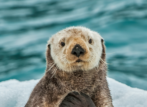 Double Your Impact for World Ocean Day